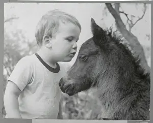 Innocence Prints: Boy Whispering to Shetland Colt