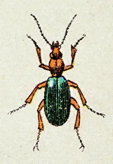 Insect Lithograph Prints: Brachinus crepitans, insect animals antique illustration