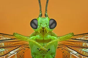 Extreme Close Up Gallery: Brachonid Wasp