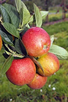 Deciduous Tree Collection: Braeburn Apples (Malus domestica) growing on an apple tree, fruit-growing region Altes Land