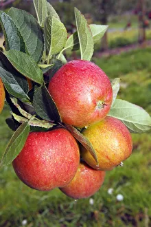 Region Collection: Braeburn Apples (Malus domestica) growing on an apple tree, fruit-growing region Altes Land