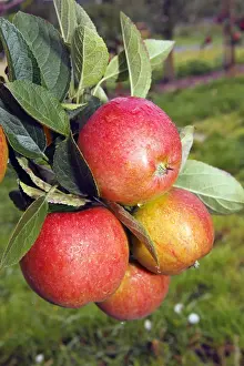 Eating Prints: Braeburn Apples (Malus domestica) growing on an apple tree