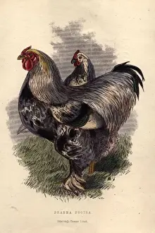 Brahma Pootra