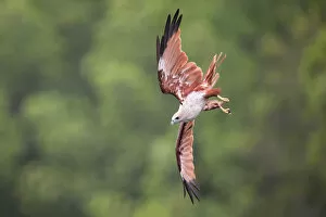 Images Dated 18th July 2013: Brahminy Kite