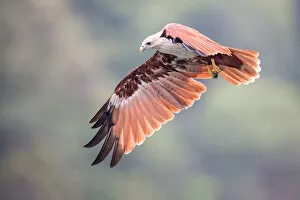 Images Dated 18th July 2013: Brahminy Kite