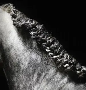 Prints of Mane of salt and pepper colored horse plaided Stone Prints: Braided mane of grey horse