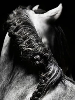 Horse Gallery: Braided mane of grey horse