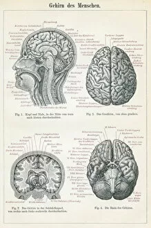 Images Dated 10th May 2017: Brain anatomy engraving 1895
