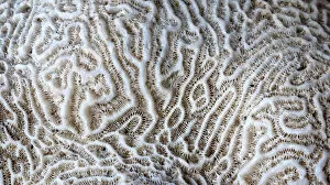 Images Dated 2nd October 2010: Brain coral