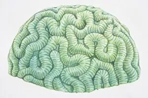 Brain Coral (Diploria labyrinthiformis)