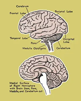 Control Prints: Brain Diagram
