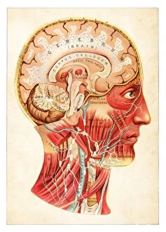 Brain medical illustration 1891