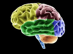 Images Dated 26th March 2013: Brain, various brain areas highlighted in colour, conceptual image for neurology, thinking