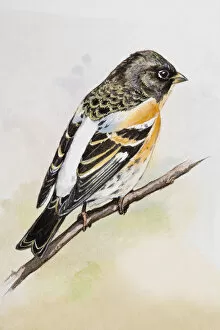 Images Dated 29th June 2007: Brambling (Fringilla montifringilla), perching on a branch, side view
