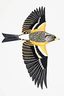 Migratory Prints: Brambling (Fringilla montifringilla), adult female