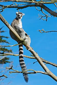 Images Dated 4th February 2015: branch, captive animals, captivity, grey, lemur catta, lemuridae, nobody, ring tailed