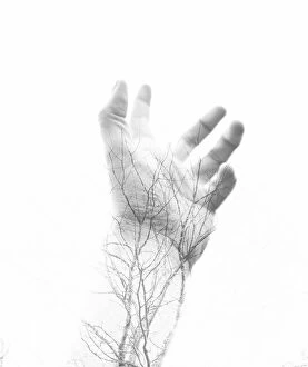 Images Dated 3rd March 2015: Branch, Close-Up, Human Body Part, Human Hand, Human Vein, One Person, Outdoors, Part Of
