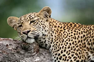 Leopard Gallery: branch, day, horizontal, landscape, leopard, nature, no people, non-urban scene, panthera pardus
