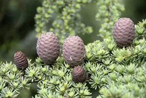 Stefan Auth Travel Photography Collection: Branch of a Lebanon Cedar (Cedrus libani var brevifolia) with purple cones, Tripylos