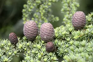 Cone Prints: Branch of a Lebanon Cedar (Cedrus libani var brevifolia) with purple cones