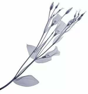 Delicate Gallery: Branch with multiple flowers and buds, X-ray