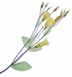Detailed View Collection: Branch with multiple yellow flowers and buds, X-ray