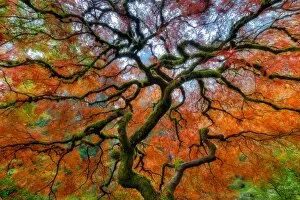 Images Dated 1st November 2011: Branching Out in Autumn