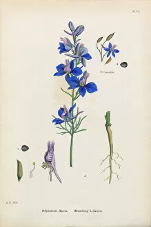 Images Dated 11th January 2017: Branching Larkspur, Delphinium Ajacis, Victorian Botanical Illustration, 1863