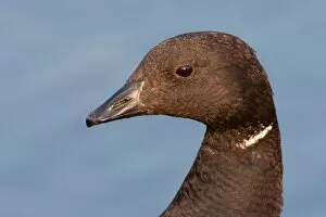 Images Dated 15th August 2009: Brant Goose