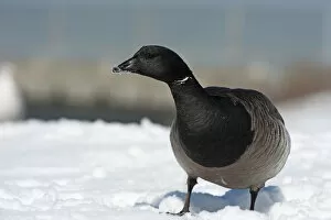 Images Dated 18th February 2015: Brant goose in winter