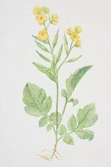 Images Dated 17th July 2006: Brassica hirta, Mustard, flowering plant
