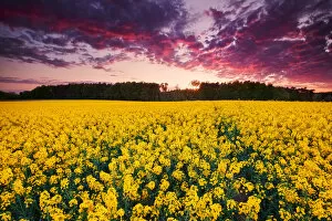 Michael Breitung Landscape Photography Collection: Brassica napus