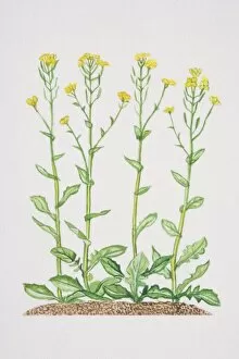 Brassica napus, yellow Rape flowers