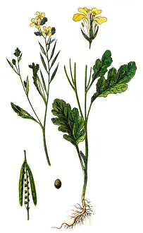 Brassica nigra, the black mustard