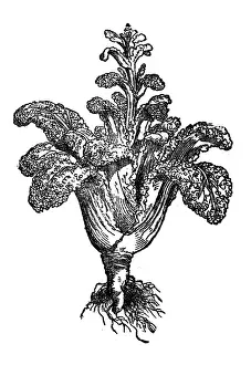 Kale Prints: Brassica oleracea chinensis, wild cabbage or Forage kale