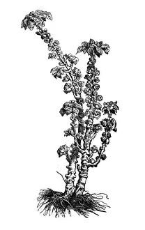 Kale Prints: Brassica oleracea gemmifera, wild cabbage or Forage kale
