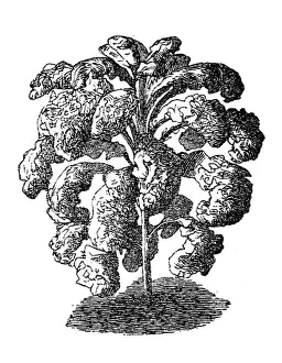 Kale Prints: Brassica oleracea lacinata, wild cabbage or Forage kale