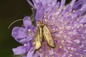 Images Dated 24th May 2012: Brassy long-horn -Nemophora metallica-, female looking for nectar, Untergroeningen