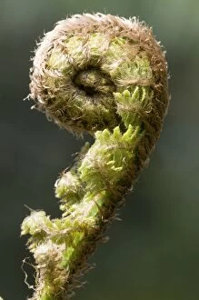 Brauns holly fern -Polystichum braunii- sprouting frond