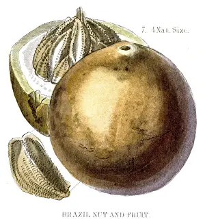 Brazil nut engraving 1857