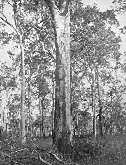 Forests Collection: Brazil, trees in the Brazilian jungle, Brazil, trees in the Brazilian jungle, ca 1880, historical