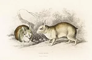 Images Dated 27th May 2015: The Brazilian hare engraving 1855