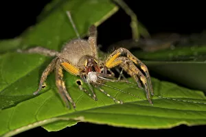 Animals Hunting Gallery: Brazilian Wandering Spider or Banana Spider, Phoneutria genus, spider family Ctenidae