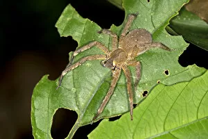 Images Dated 29th May 2014: Brazilian Wandering Spider or Banana Spider, Phoneutria genus, spider family Ctenidae