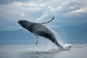 North America Gallery: Breaching Humpback Whale, Alaska