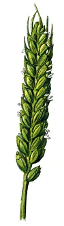 Images Dated 23rd December 2017: bread wheat