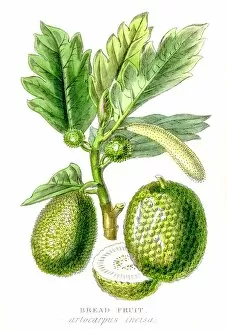 Crop Gallery: Breadfruit plant botanical engraving 1857