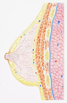 Breast showing rib, pectoral muscle, lung, fatty tissue, blood vessel, lobule, ampulla, nipple, areola and milk duct