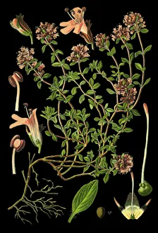 Images Dated 9th April 2019: Breckland thyme, thyme, Breckland wild thyme, wild thyme, creeping thyme, elfin thyme