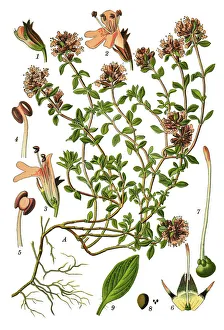 Images Dated 9th April 2019: Breckland thyme, thyme, Breckland wild thyme, wild thyme, creeping thyme, elfin thyme